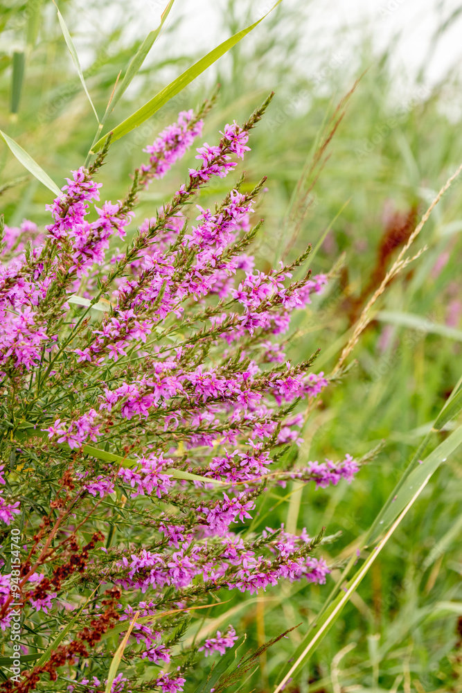 Obraz premium Flowering fireweed by the river