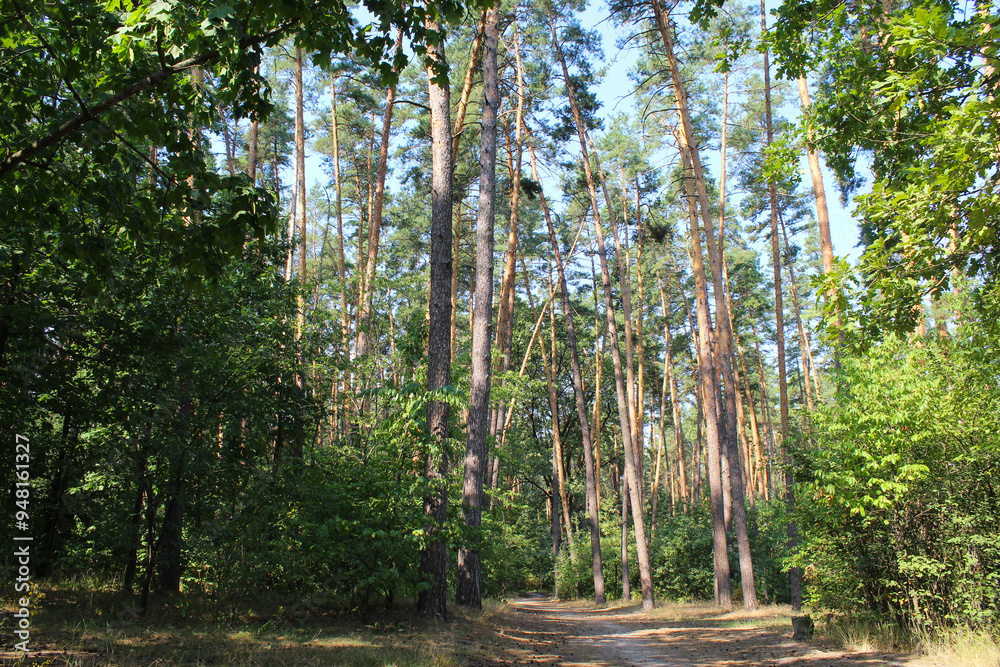 trees in the forest, beautiful view of the forest