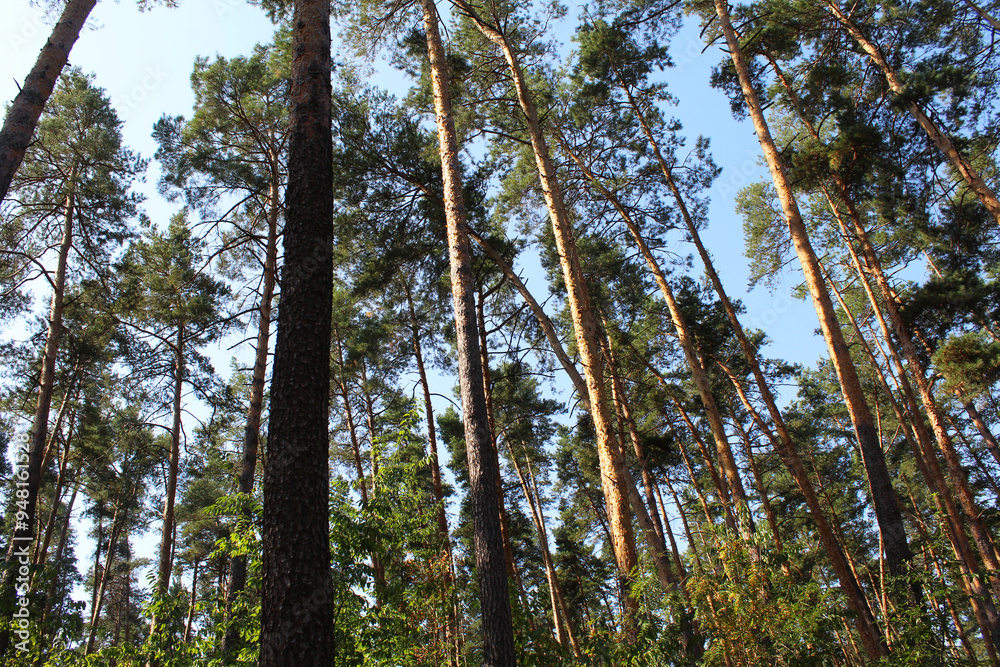 trees in the woods, pine forest, beautiful view of the forest trees in the woods, pine forest, beautiful view of the forest