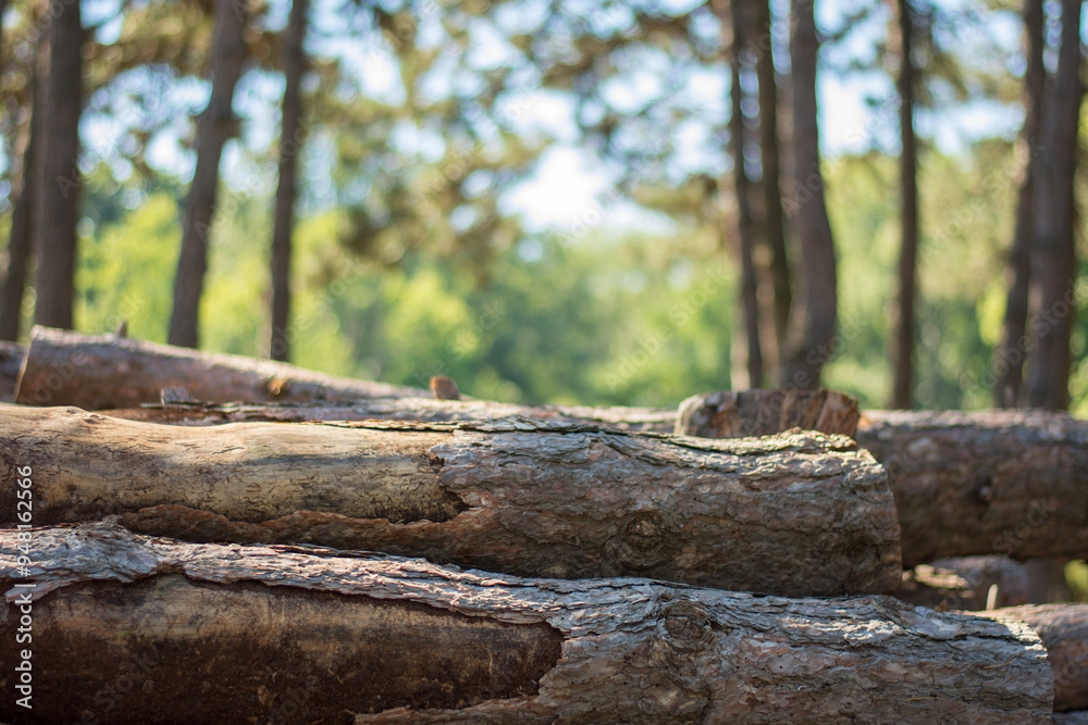 Felled pine logs against a forest background. Felled pine logs against a forest background.