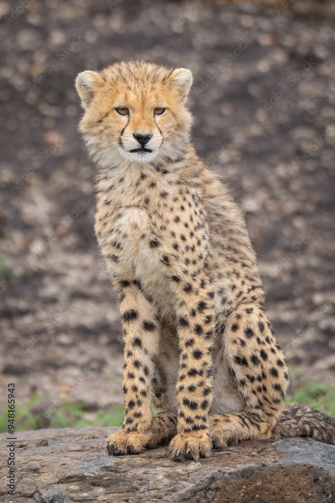 Cheetah cub sits on rock turning head Cheetah cub sits on rock turning head