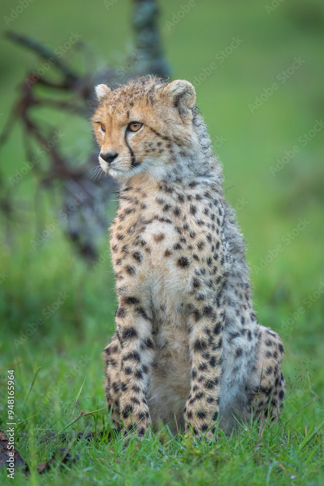 Cheetah cub sits on grass near thornbush Cheetah cub sits on grass near thornbush