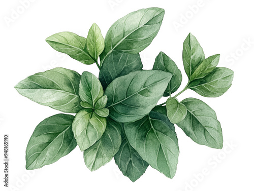 A vibrant green basil leaf arrangement showcasing the natural beauty and texture of this popular culinary herb. photo