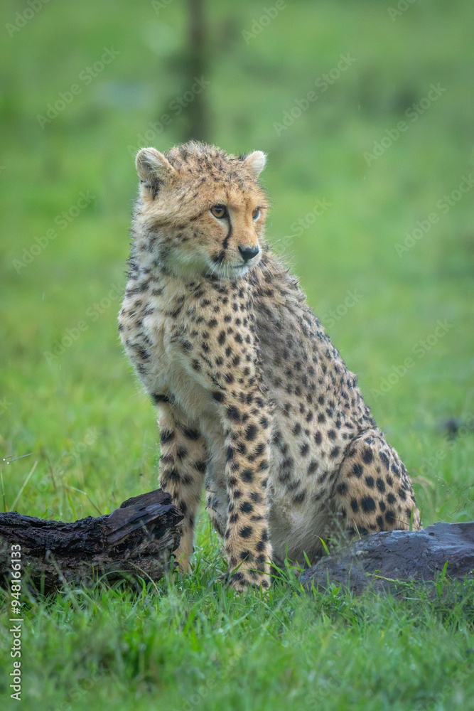 Naklejka premium Cheetah cub sits near log and rock