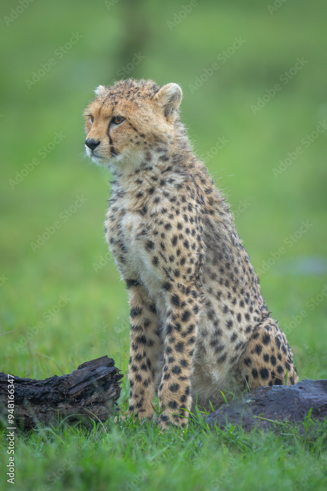 Cheetah cub sits between rock and log Cheetah cub sits between rock and log