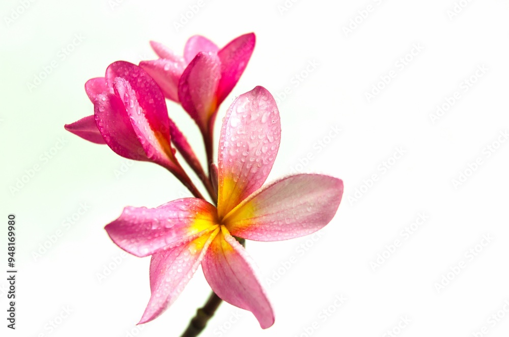 Naklejka premium Close up photo of Pink Semboja on a white background. Semboja is a group of plants in the genus Plumeria. Frangipani, Frangipani,