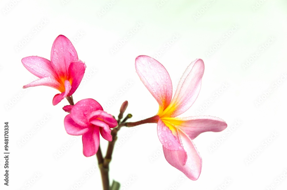 Fototapeta premium Close up photo of Pink Semboja on a white background. Semboja is a group of plants in the genus Plumeria. Frangipani, Frangipani,
