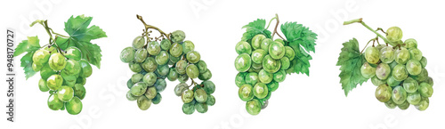 Watercolor set of green bunches of grapes with leaves png. Set of white grapes in bunches. Vector illustration.