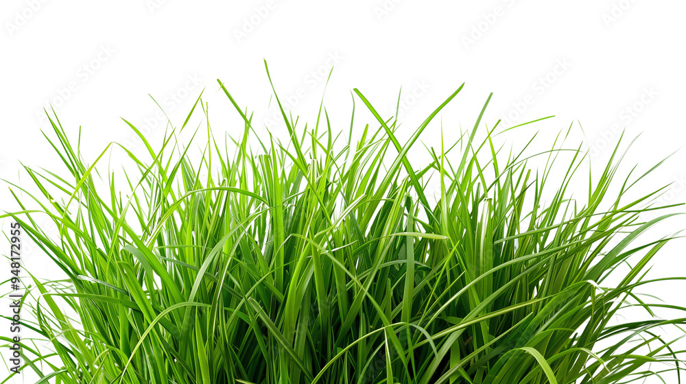 Dense green grass with a natural, organic look isolated on transparent background Dense green grass with a natural, organic look isolated on transparent background