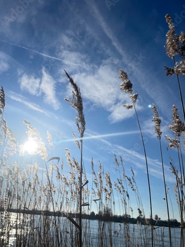 Grashalme an der Elbe in Richtung Himmel photo