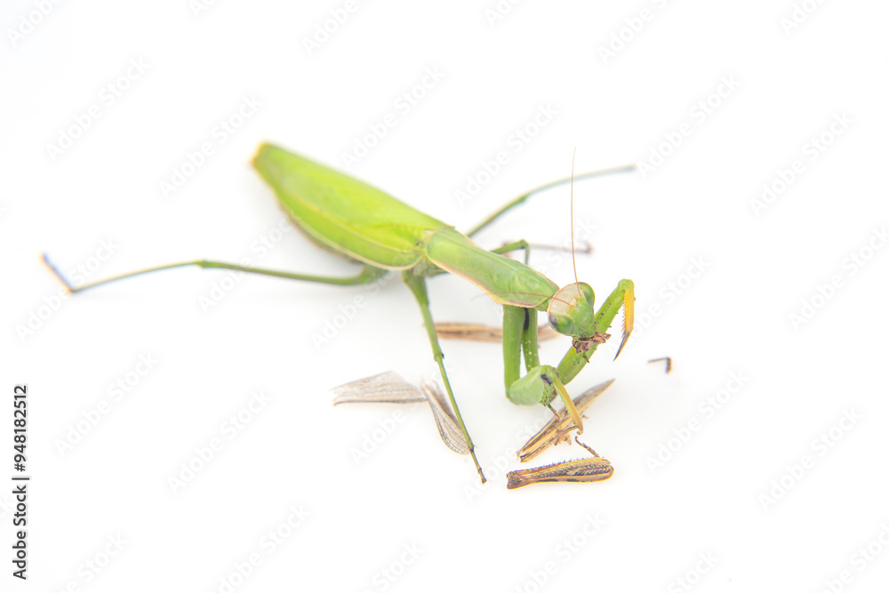 praying mantis eats a grasshopper close-up on a white background. Hunting in the world of insects. Prey for eating insects praying mantis eats a grasshopper close-up on a white background. Hunting in the world of insects. Prey for eating insects