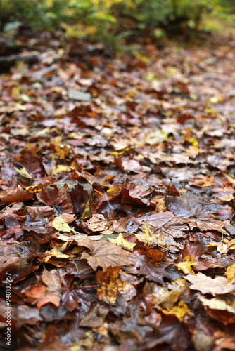 autumn leaves in the forest on the ground