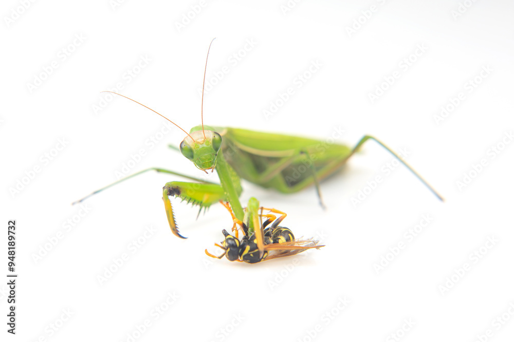 praying mantis caught a wasp for food close-up on a white background. Hunting in the world of insects. Prey for eating insects praying mantis caught a wasp for food close-up on a white background. Hunting in the world of insects. Prey for eating insects