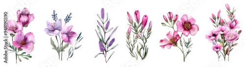 Watercolor pink wild flowers png. Collection of botanical garden elements. Vector isolated illustration in vintage style