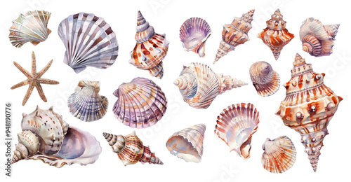 Watercolor set of realistic sea shells png. Marine and oceanic concept. A set of various sea shells. Vector illustration.