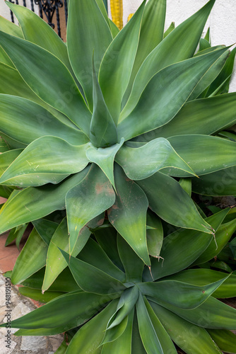 Jardin botanique de Blanes sur la Costa Brava en Espagne - Agave à cou de cygne - Agave attenuata photo