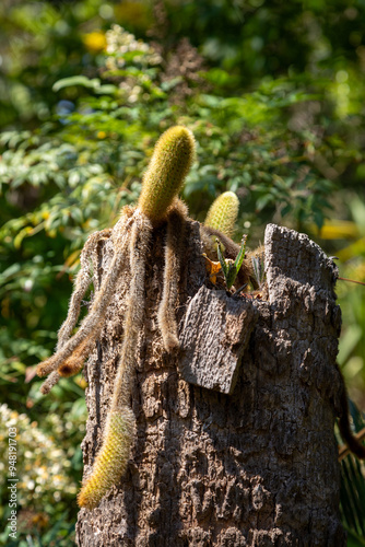 Jardin botanique de Blanes sur la Costa Brava en Espagne - Bergerocactus emoryi photo