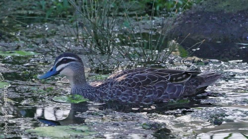 Pacific black duck, Anas superciliosa, water bird paddling on lake, Queensland Australia photo