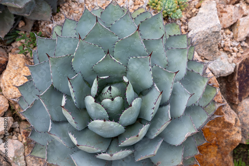 Jardin botanique de Blanes sur la Costa Brava en Espagne - Mezcal Yapavai - Agave parryi photo