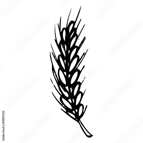 Ear of wheat hand drawn doodle. Cereal plant. Preparing flour. Grains. Wheat, rye, barley, millet, oats, rice. Grocery. Vector sketch line art illustration.