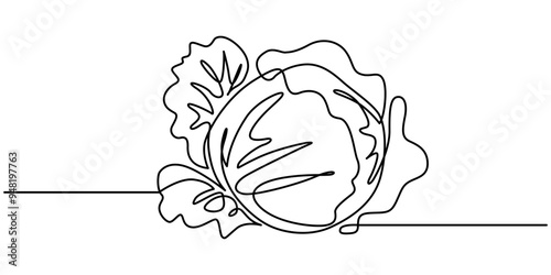Cabbage head, cole simple vector illustration for background. One line drawing art illustration with lettering organic cabbage, One single line drawing cut sliced healthy organic headed cabbage