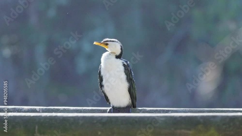 Little pied cormorant, Microcarbo melanoleucos, common shag water bird lake pond wetland, Queensland Australia photo