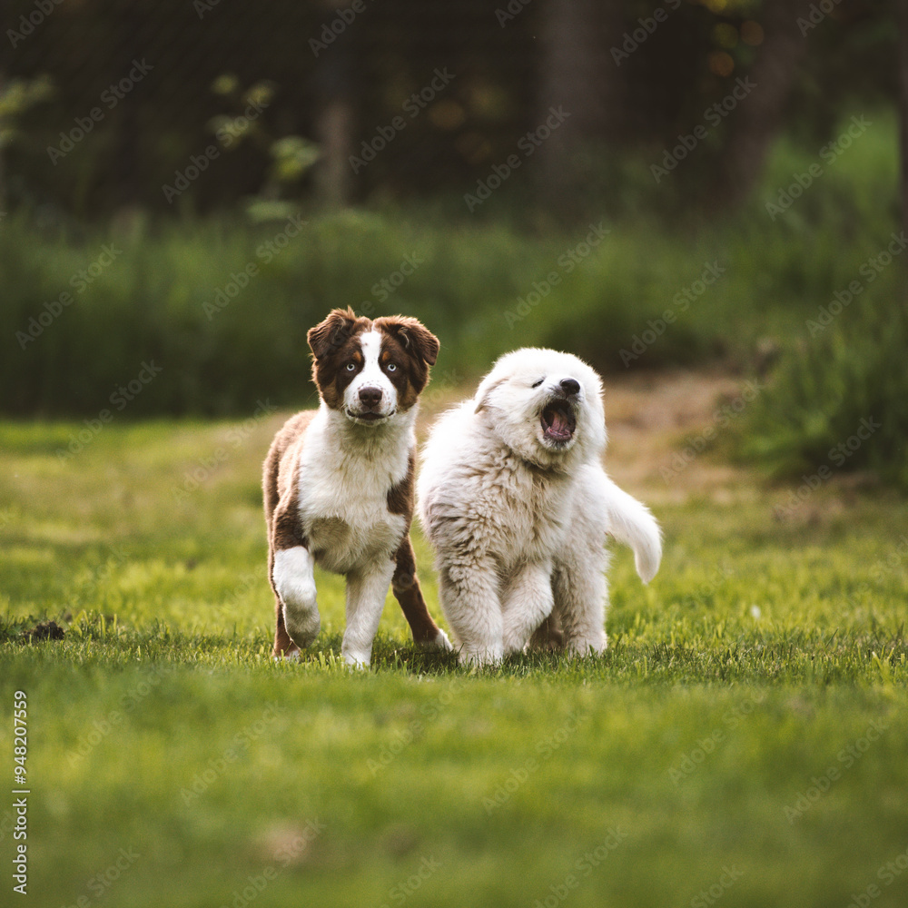 Australian shepherd and Great Pyrenees puppies playing Australian shepherd and Great Pyrenees puppies playing