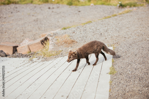 A wild fox in the summertime in Iceland. photo