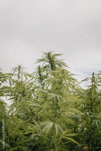 welsh grown Hemp plants in a field