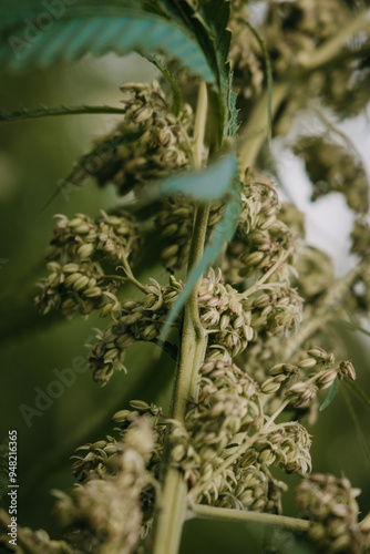 female hemp flowers in uk grown field