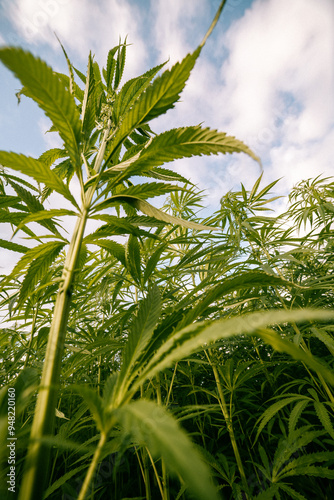 cannabis plants grown legally in uk for sustainable materials 