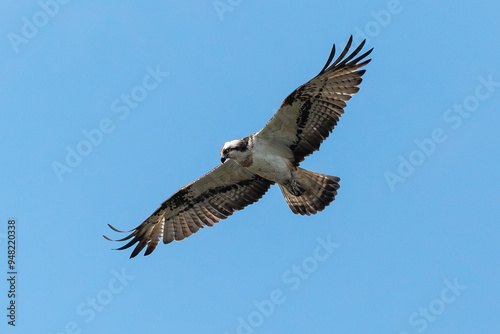 Balbuzard pêcheur, Pandion haliaetus, Western Osprey photo