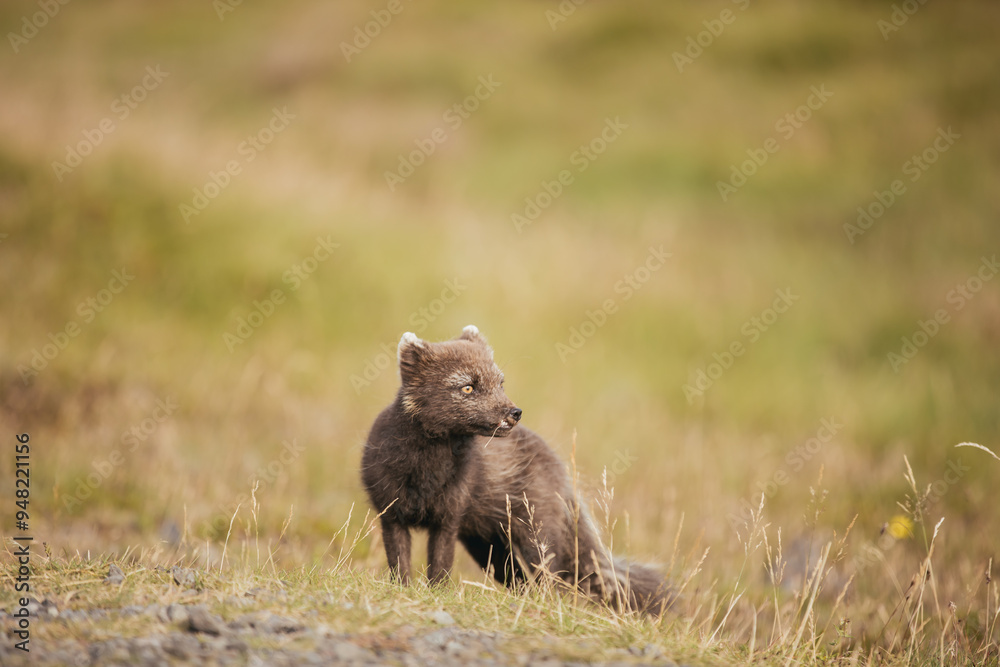 Fototapeta premium A wild fox in the summertime in Iceland.
