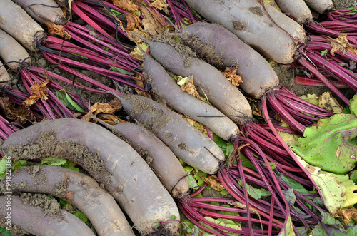 Fototapeta Naklejka Na Ścianę i Meble -  Beta vulgaris 'Forono' , Betterave