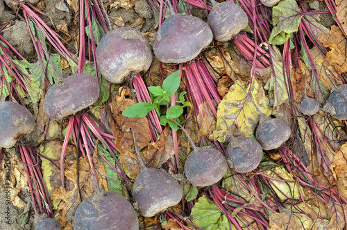 Fototapeta Naklejka Na Ścianę i Meble -  Beta vulgaris 'Zeppo', Betterave