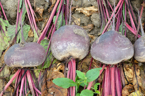 Fototapeta Naklejka Na Ścianę i Meble -  Beta vulgaris 'Zeppo', Betterave