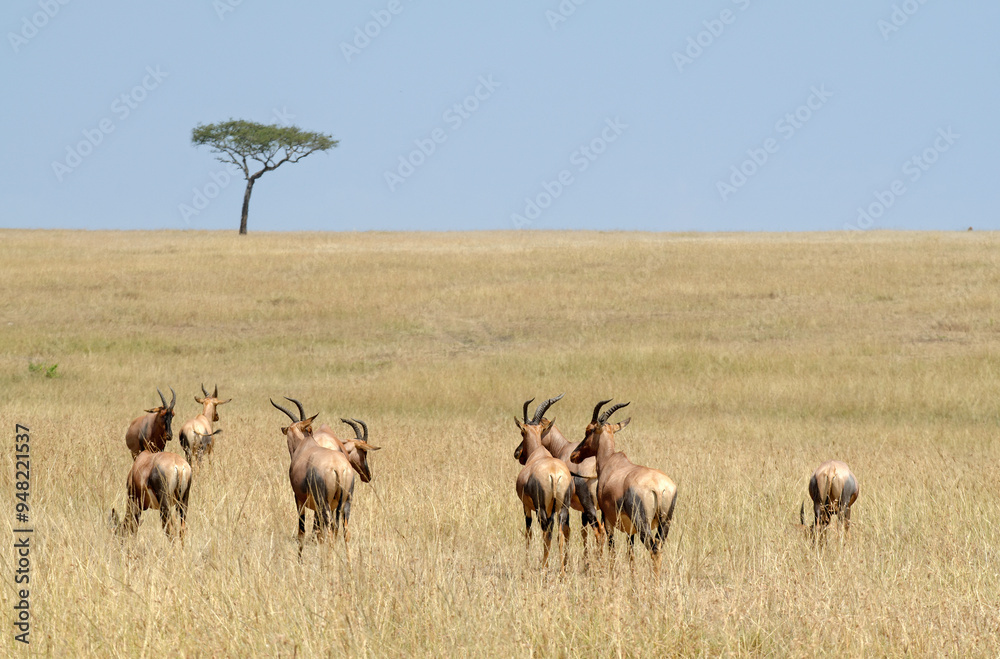 Damalisque, Damaliscus korrigum, Kenya,. Afrique Damalisque, Damaliscus korrigum, Kenya,. Afrique