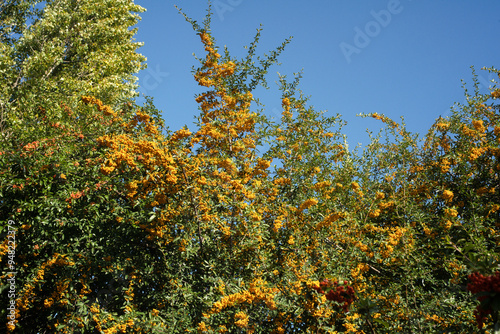 Cotoneaster horizontalis , Cotoneaster photo