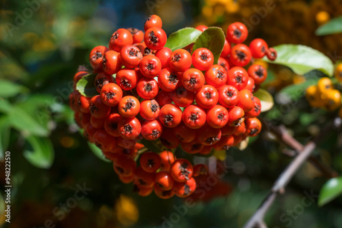 Cotoneaster horizontalis , Cotoneaster photo