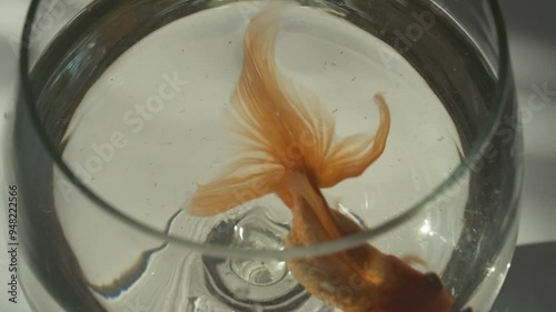 Goldfish swimming in a small aquarium glass close-up photo