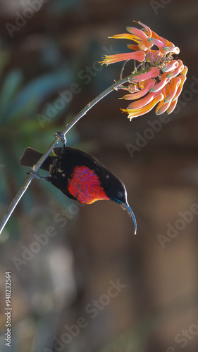 Scarlet-chested Sunbird (Rooiborssuikerbekkie) (Calcomitra senegalensis) at Berg-en-Dal in the Kruger National Park, Mpumalanga, South Africa 