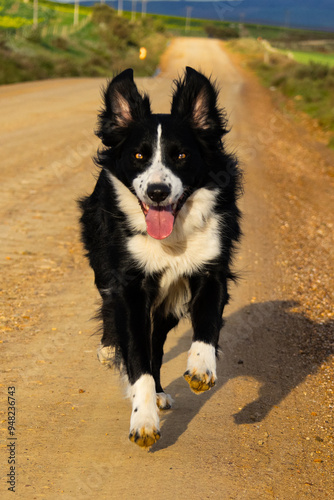 Border Collie running down a road, Caledon, Western Cape, South Africa