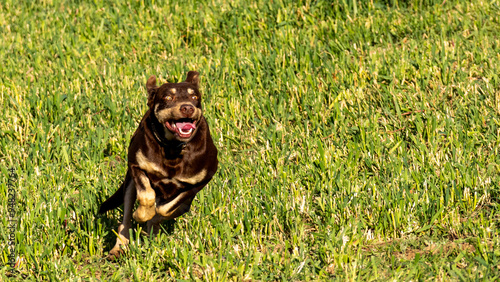 Sheepdog working sheep at the South African Sheepdog Association trials in Caledon, Western Cape, South Africa.  July 2024