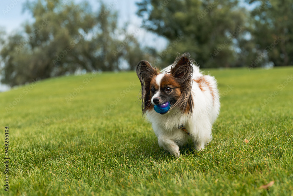 The Papillon dog on the grass The Papillon dog on the grass