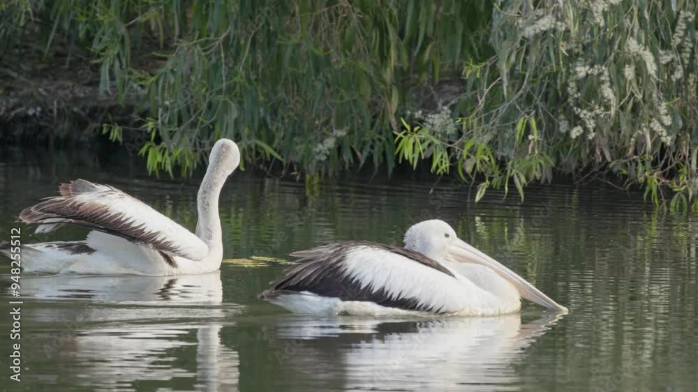 Australian pelican pelicans, Pelecanus conspicillatus, large black and white water bird, swimming paddling on lake pond, Queensland Australia Australian pelican pelicans, Pelecanus conspicillatus, large black and white water bird, swimming paddling on lake pond, Queensland Australia