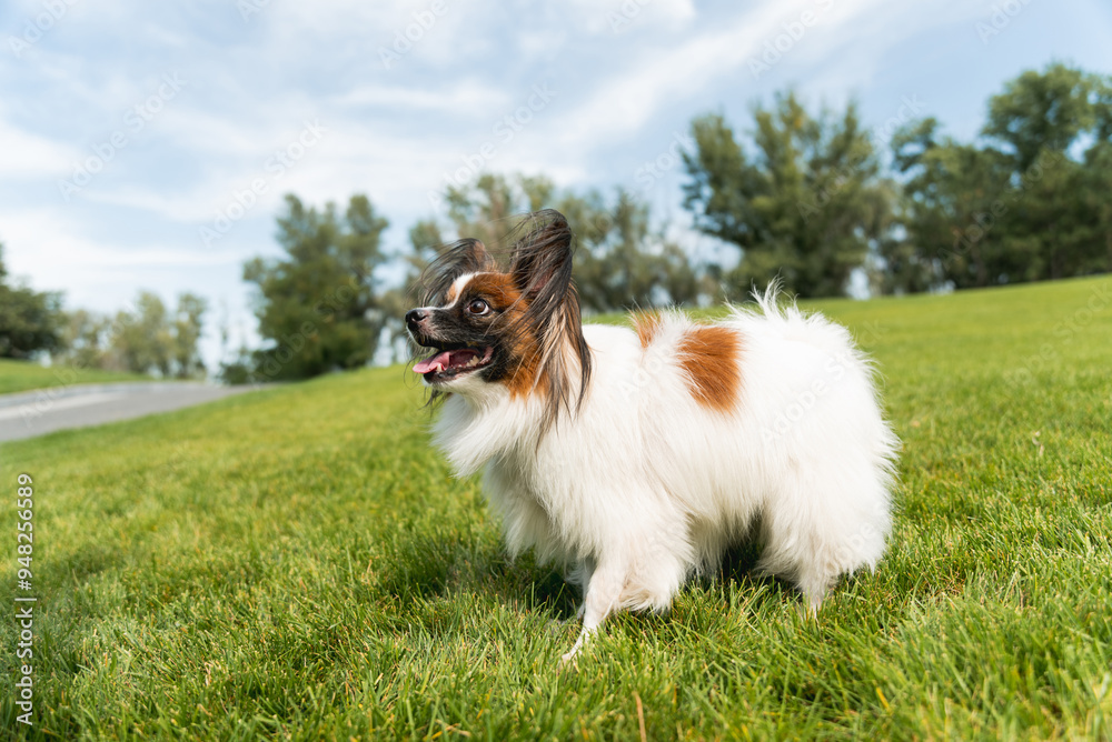 The Papillon dog on the grass