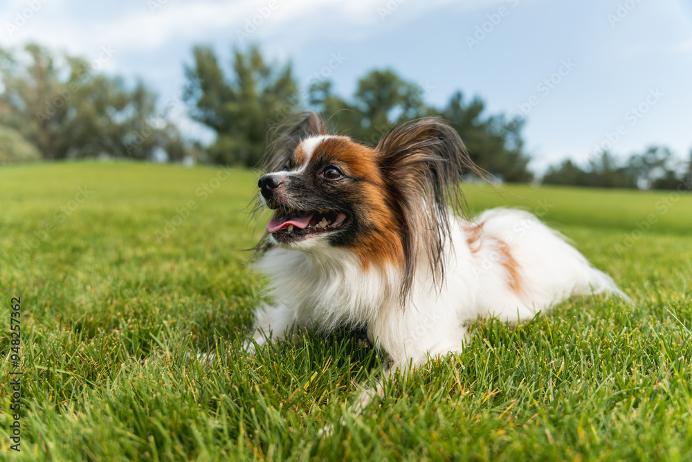 The Papillon dog on the grass