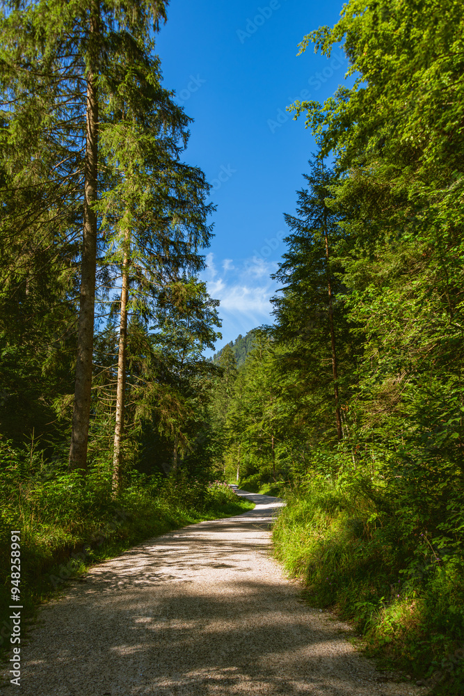 Naklejka premium Hiking Through A Forest