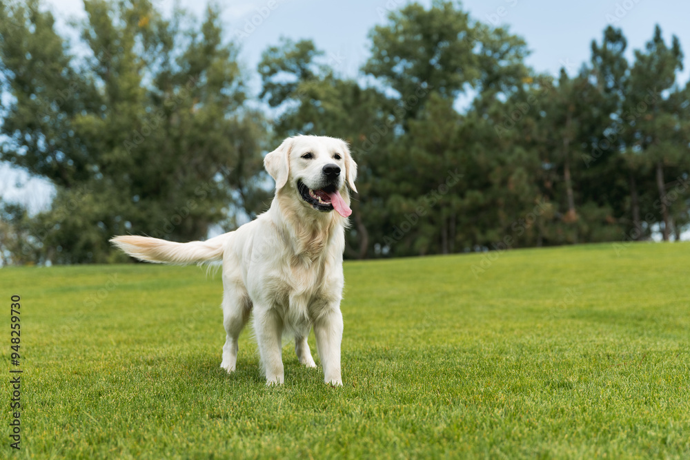 golden retriever running on grass golden retriever running on grass