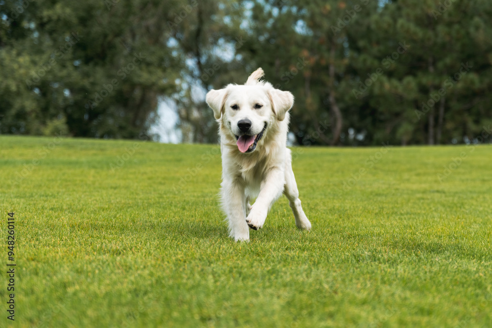 golden retriever running in the park golden retriever running in the park